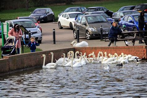 Swans Earlswood Lakes Surrey David Austin Flickr