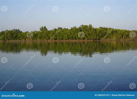 Sundarbans stock image. Image of woodland, garden, soil - 286059125