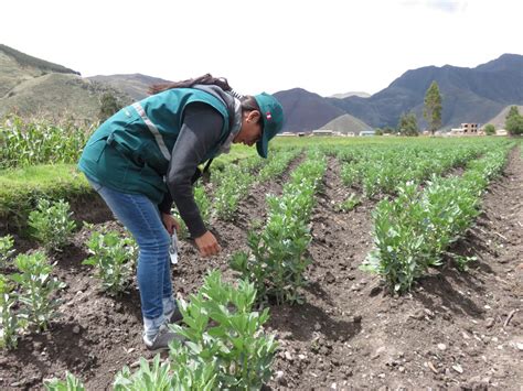 Cusco Evaluación De Cultivos De Haba Para Detección De Plagas Senasa