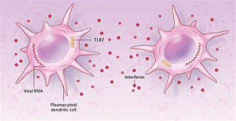 Sex Differences In Immune Responses To Viral Infection The Scientist Magazine®