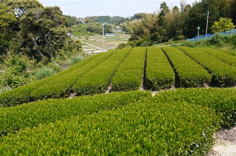 P1130105 ふじのくに美しく品格のある邑づくり（静岡県）