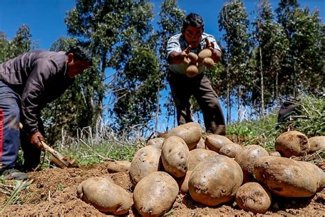 Conozca Los Beneficios De La Alianza Entre La Agricultura Y La Minería Noticias Agencia