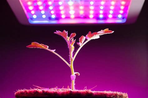 6 Best Led Grow Lights For Vegetables 2020 Revoada