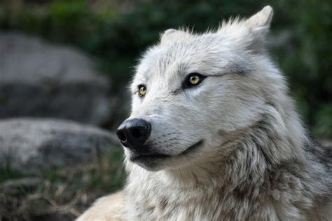 Beta Wolf: Understanding The Dynamics in Its Crucial Role - Animal Dome