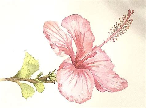 Pin By Marion Rolleston On Hibiscus In 2024 Botanical Painting