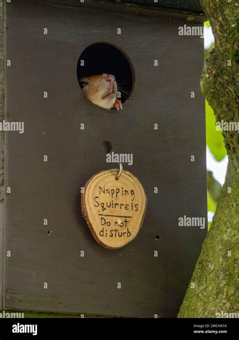 Red Squirrel Peeping Out Of Its Dray Above A Sign Saying Napping