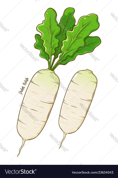 Daikon Radish Vegetable Hand Drawing Royalty Free Vector