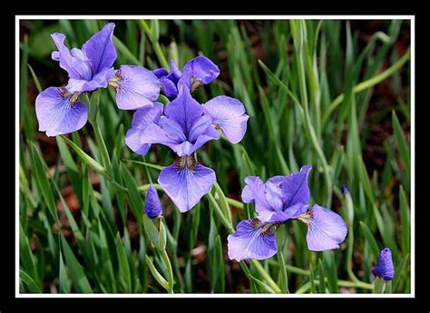 Purple Dwarf Iris Dwarf Iris, Purple Iris, Beautiful Forest, Framed Photographs, Great Photos ...