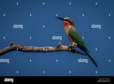 White Fronted Bee Eater Perches In Profile On Branch Stock Photo Alamy