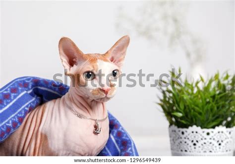 Naked Cat Breed Canadian Sphinx Sitting Stock Photo 1296549439