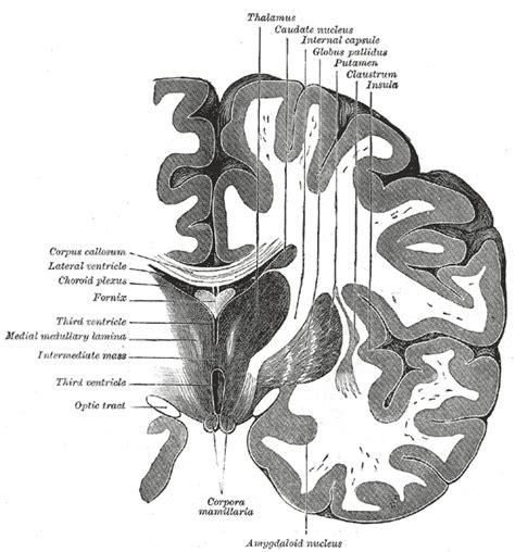 Thalamus Wikidoc