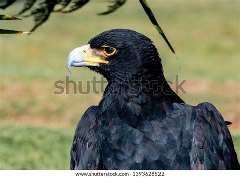 536 Verreaux’s Eagle Images, Stock Photos, 3D objects, & Vectors ...