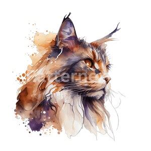 Maine Coon Watercolor Clipart Set Cat Clip Art Pngs For Etsy