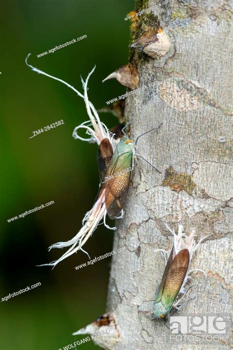 Wax Tailed Planthoppers Pterodictya Reticulate On A Trunk Of A Tree