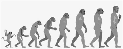 Evolution Clipart. Free Download Transparent .PNG or Vector - Clip Art ...