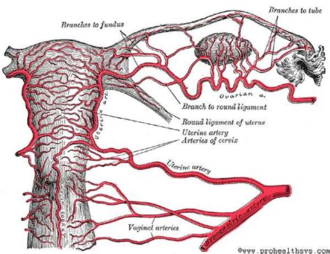 Internal Iliac Artery Branches Internal Iliac Artery Mnemonic