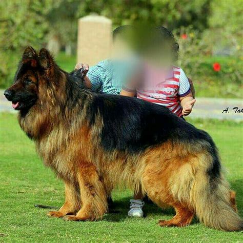 Long Hair Gsd 😍 German Sheperd Dogs German Shepherd Photography