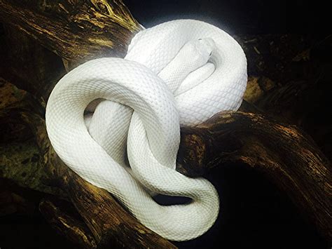 White Albino Snake