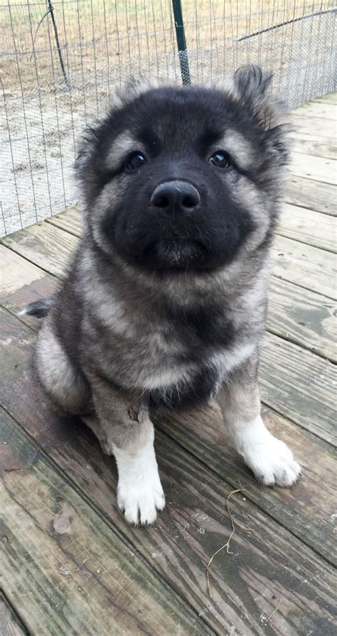 Caucasian Shepherd vs Australian Shepherd - Breed Comparison