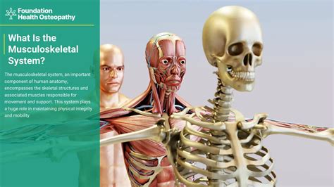 Musculoskeletal System What Is The Musculoskeletal System Skeletal