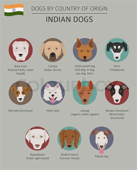 Dogs by country of origin. Indian dog breeds. Infographic template ...