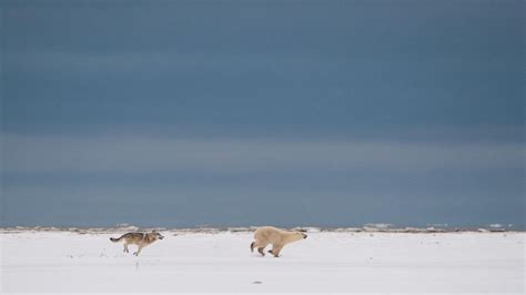 Bear intereaction with wolves | Domain Of The Bears