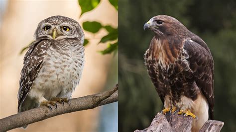 Hawks Vs Owls A Face Off Between Two Powerful Birds