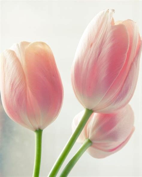 17 Best images about Tulips on Pinterest | Yellow tulips, Spring time and Beautiful flowers