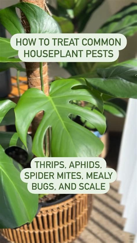 How to treat common houseplant pests – Artofit