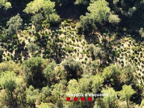 Requisen M S De Plantes De Marihuana A Les Gavarres Joana Pe A