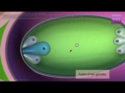 Double Fertilization - Process & Significance Of Double Fertilization