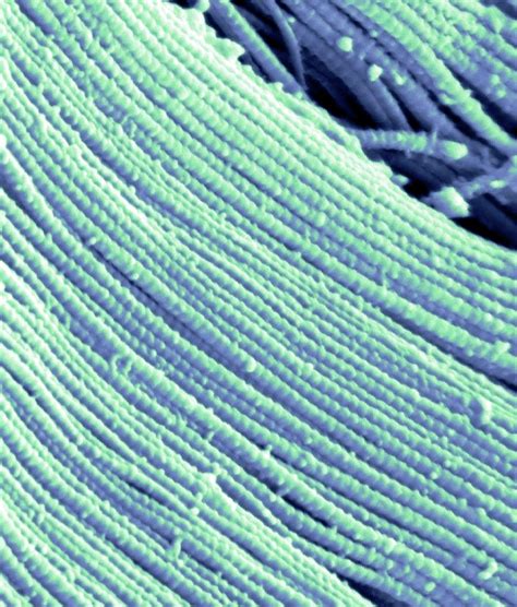 Collagen Fibres Photograph by Steve Gschmeissner/science Photo Library