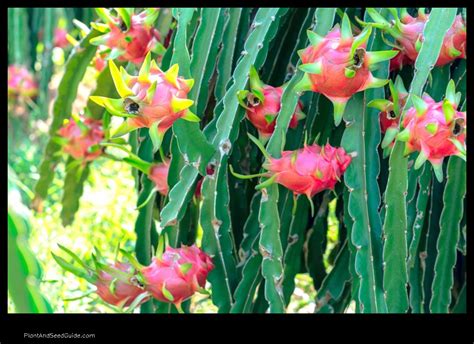 Grow Your Own Dragon Fruit A Guide To Planting Dragon Fruit Cuttings Plant And Seed Guide