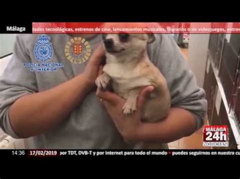 Noticia Desmantelado Un Criadero Ilegal De Perros Youtube