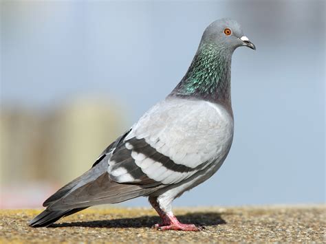 Oxygen Exclusive We Interview The Most Famous Pigeon In Ireland