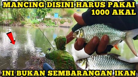 Mantap Sekali Mancing Ikan Bader Yang Keluar Dari Sarangnya Youtube