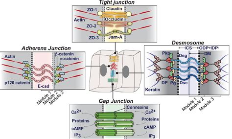 PDF Desmosomes Essential Contributors To An Integrated Intercellular