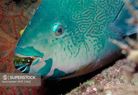 Redband Parrotfish Sparisoma Aurofrenatum Roatan Honduras Caribbean