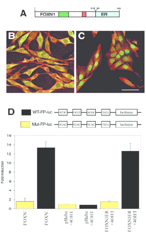 Generation Of An Inducible Form Of Foxn1 A Schematic Diagram Showing