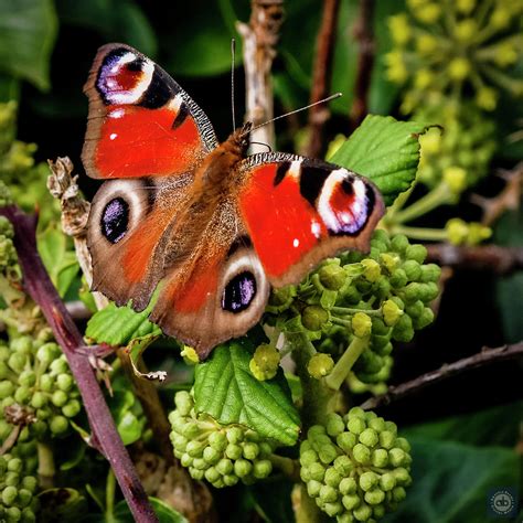 Peacock Butterfly Photograph By Anatole Beams Fine Art America