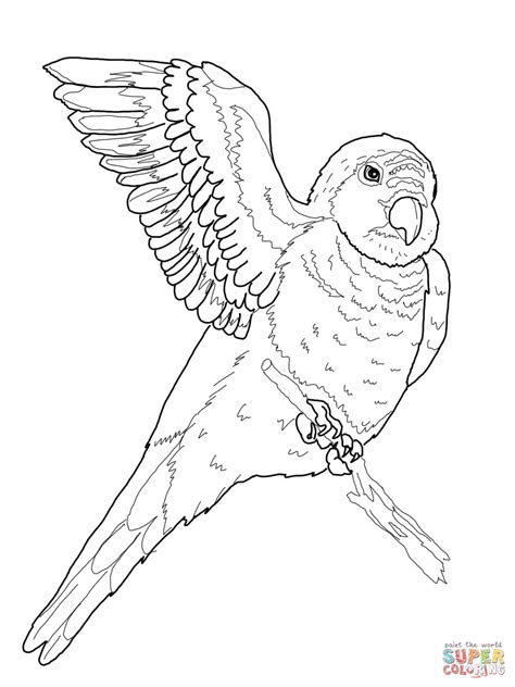 Cotorra Puertorriquena Para Colorear Sketch Coloring Page