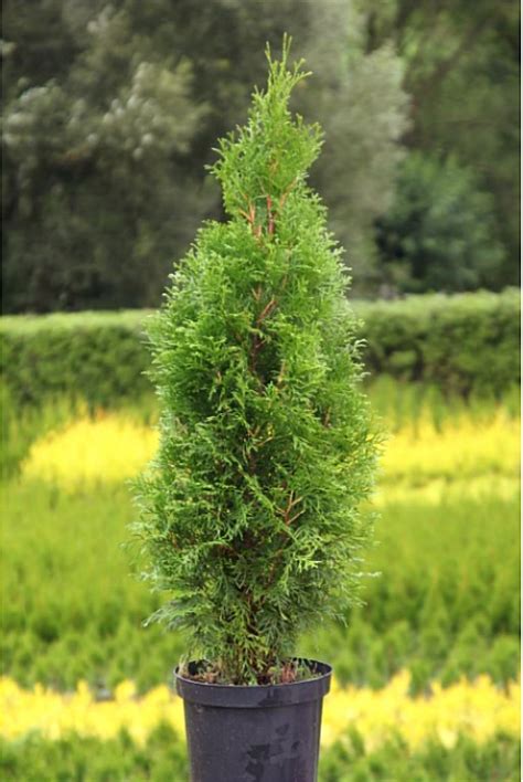 Tuja Szmaragd Thuja Smaragd Cm Oficjalne Archiwum