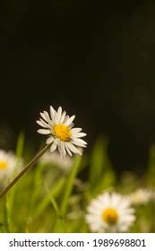 Beautiful Daisy Black Background Stock Photo 1989698801 | Shutterstock