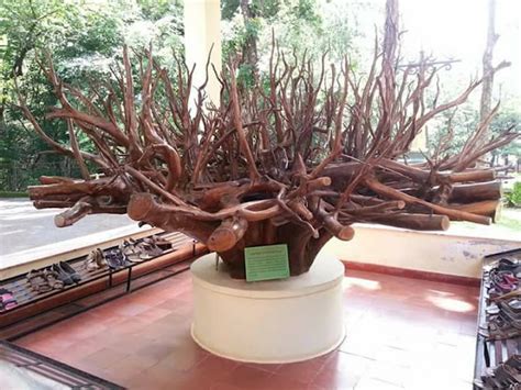 The Teak Museum in Nilambur Kerala - avalshe98