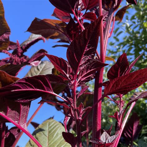 Red Callaloo Karibischer Spinat Amaranthus Tricolor