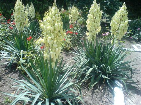 Despre plantarea și îngrijirea yucăi în grădină și acasă, cultivarea florii