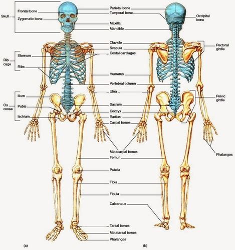 Anatomy Chapter 7 The Skeletal System The Axial Skeleton Flashcards Quizlet