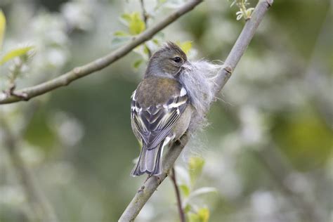 Chaffinch Collecting Fergal Stanley Flickr