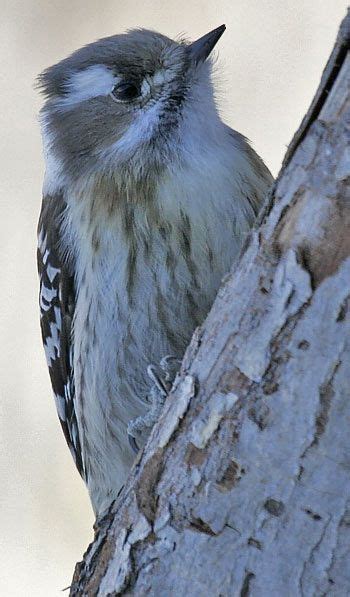 Japanese Pygmy Woodpecker Dendrocopos Kizuki Picoides