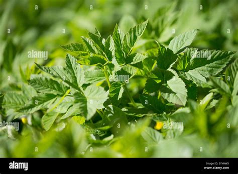 Ground Elder Goutweed Aegopodium Podagraria Leaves In Spring